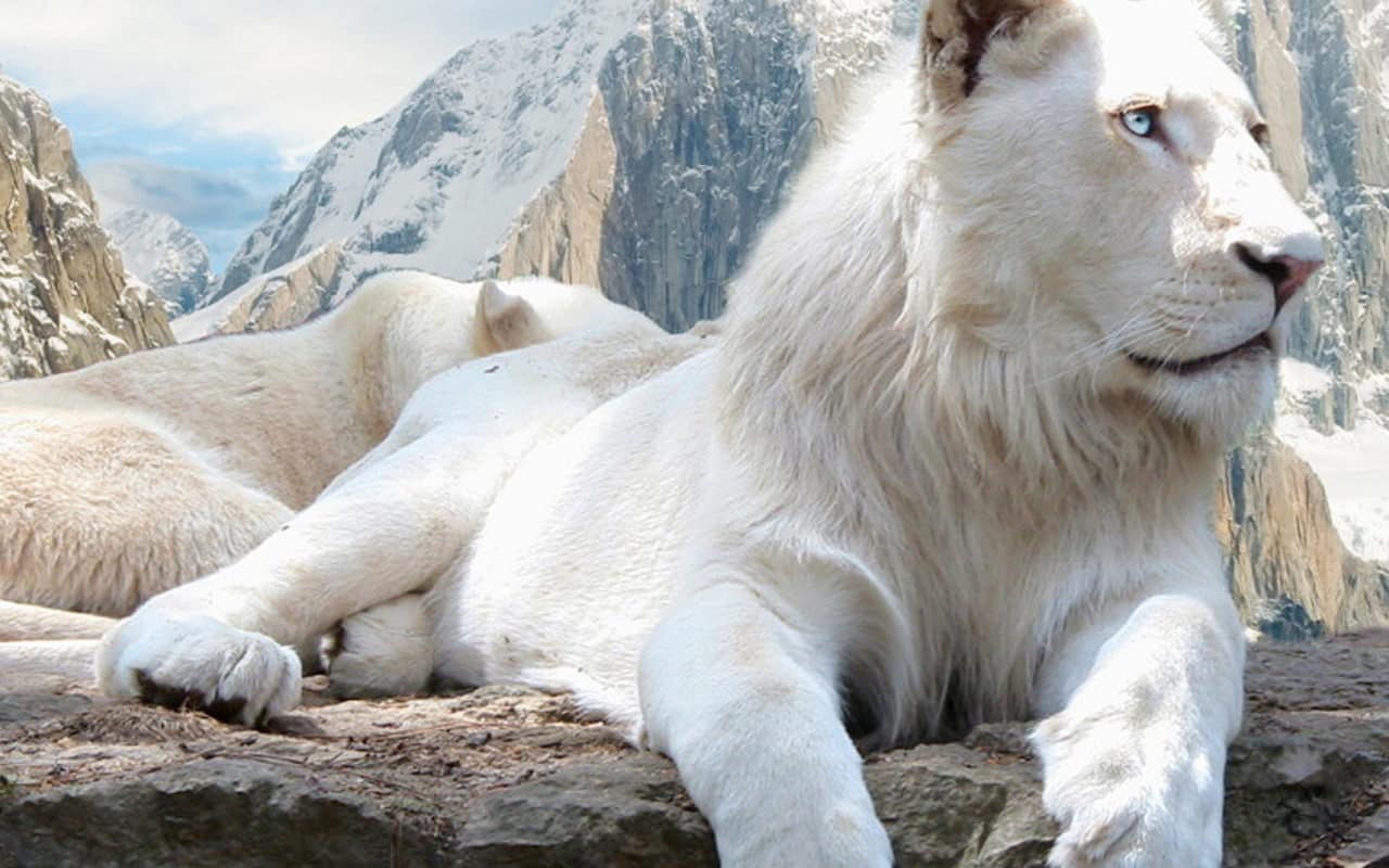 Картинки белого льва