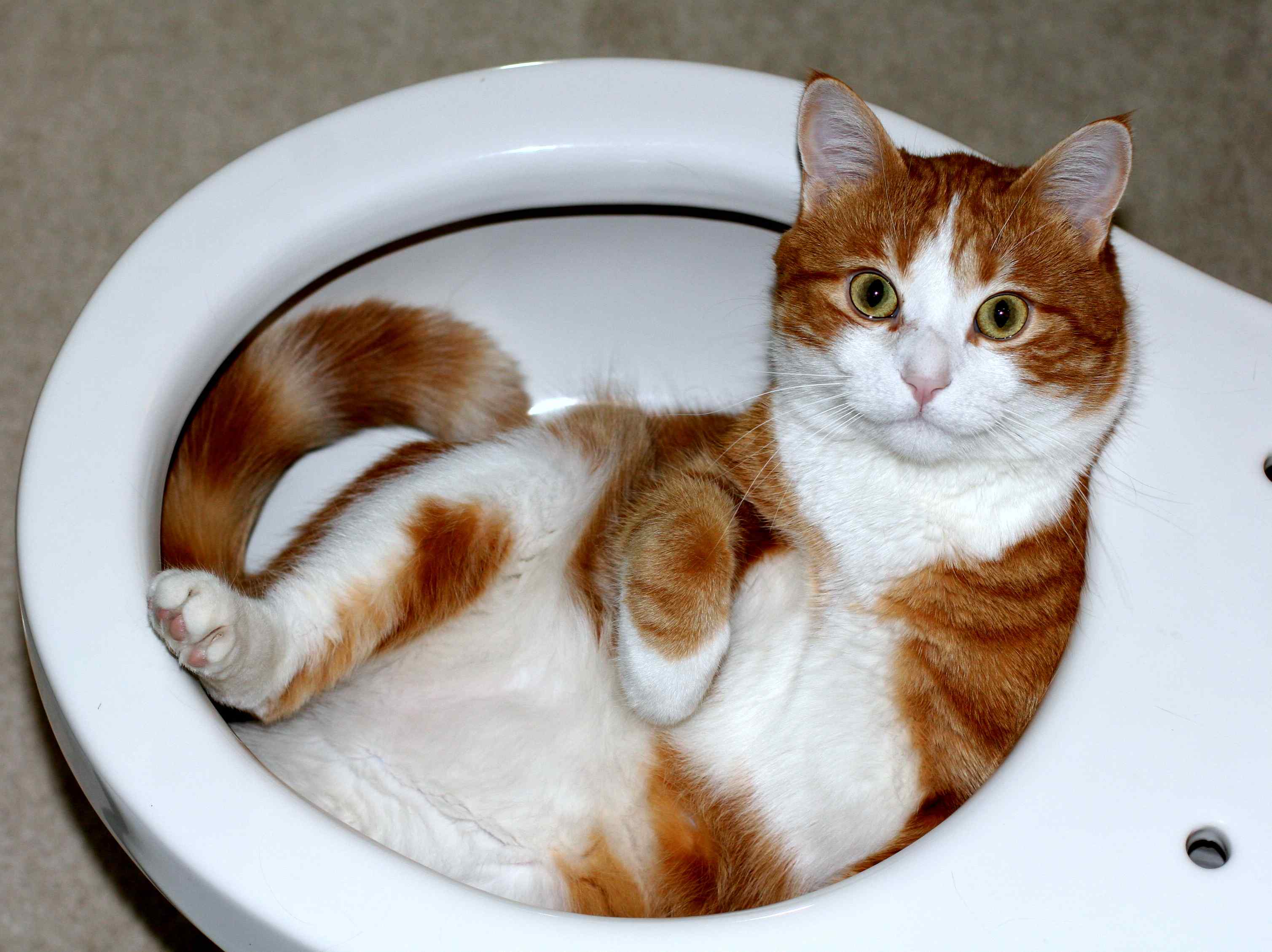 Cat_lying_in_a_toilet_bowl-compressed