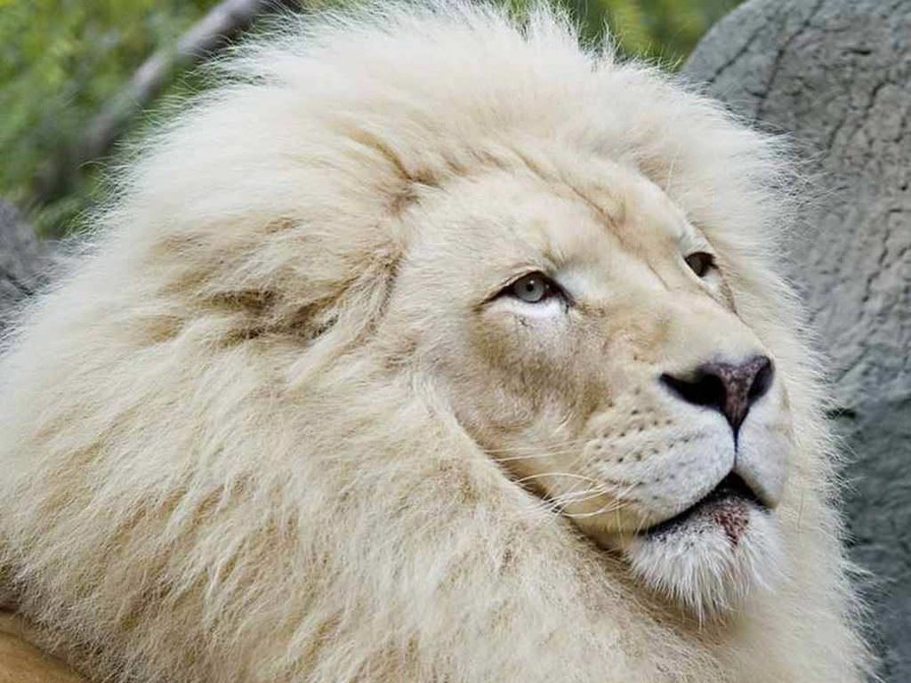Такие редкие: белые львы