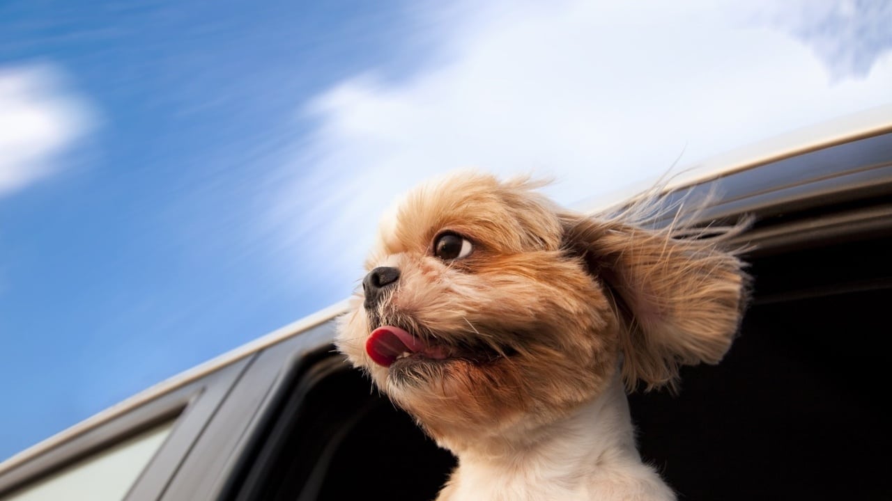 cute-dog-in-the-wind-wallpapers_36955_1280x720