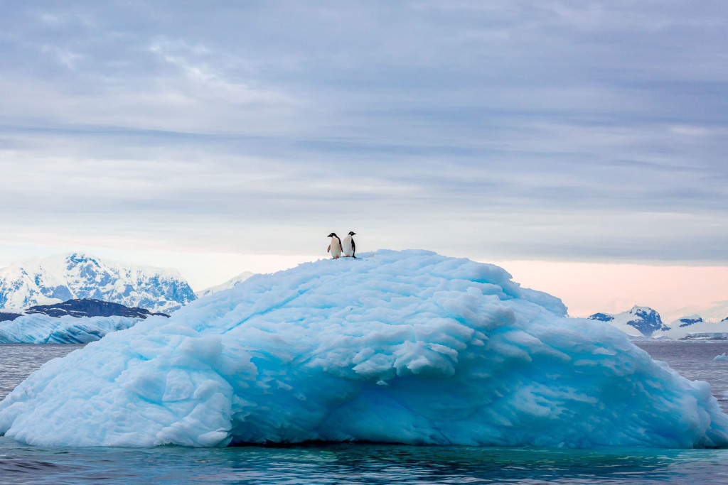 Duo penguins on an Iceberg