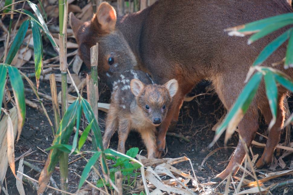 1-pound-baby-deer_mini