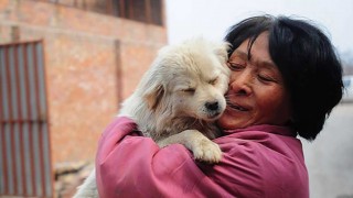1434966627444_Rescueddogsart_mini