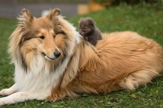 5555c976-9658-422a-a8ac-1074b0094cfb-orphaned-fox-cub-adopted-dog-ziva-dinozzo-germany-20-previewOrg_mini