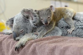 9476B_Koala-Lizzy-_Joey-ThePhantom-_AustraliaZooWildlifeHospital_GalleryLarge