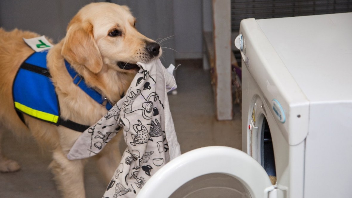 Assistance-Dog-Loading-Washing-Machine_mini