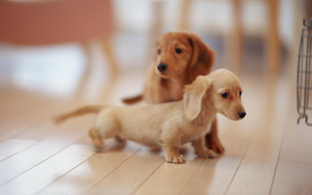 Cute-puppies-hd-pictures-and-wallpapers-1228x768_mini