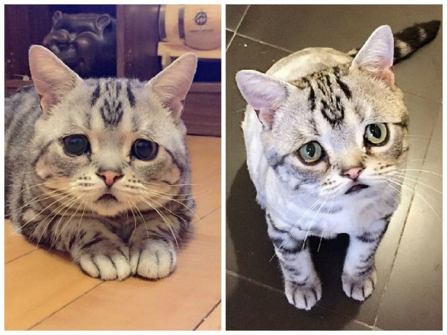 Самая грустная кошка в мире