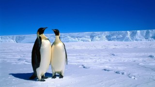 Penguins in Antarctica_mini