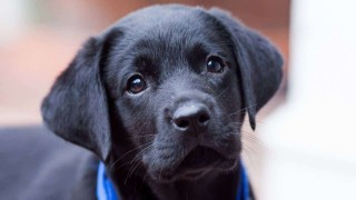 adoration_youngsters_pets_black_lab_love_1280x720_hd-wallpaper-1249025_mini