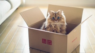 cat_mini
