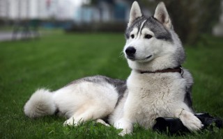 dog15_mini