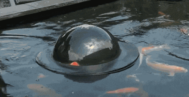 floating-fish-dome-out-of-water-velda-5