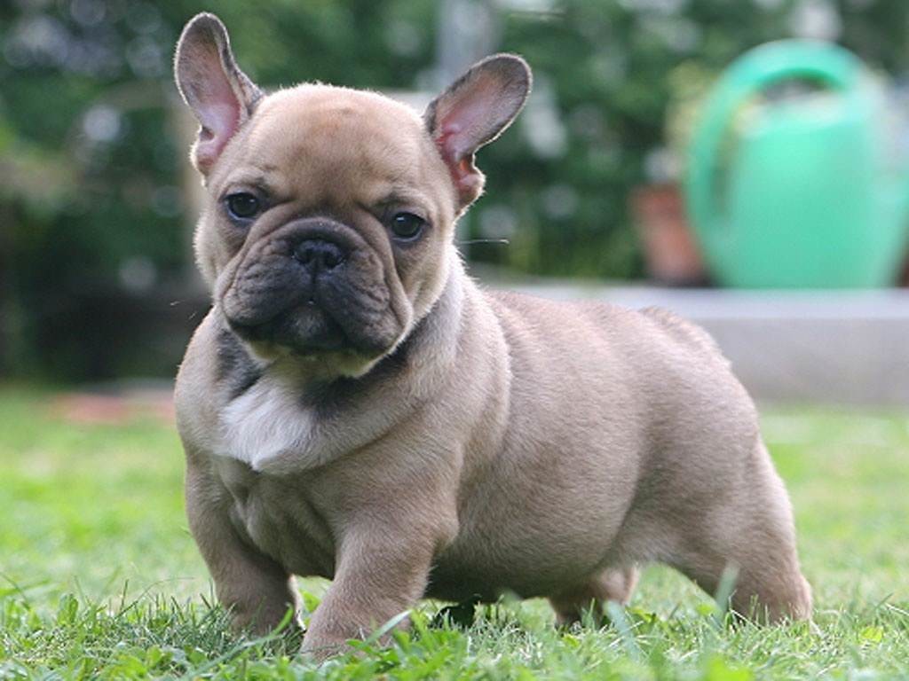 french-bulldog-full-grown-pitbull-dog-1748968222_mini