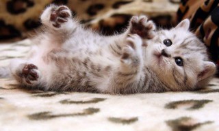 kitten_cat_pretty_animals_1280x768_hd-wallpaper-71388_mini