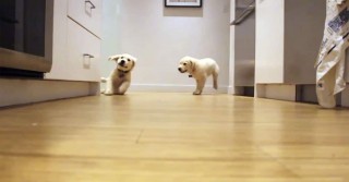 pups