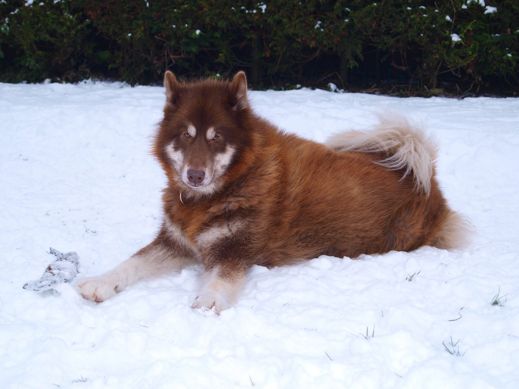 red-canadian-eskimo-dog(1)_mini