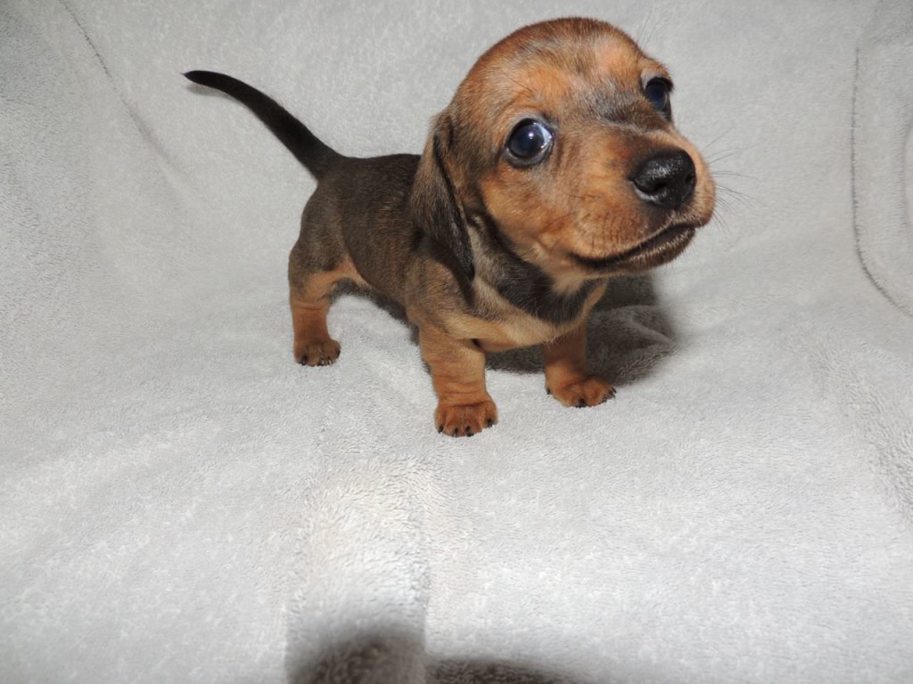 smooth-haired-miniature-dachshund-puppies-for-sale-529c7f43959be_mini