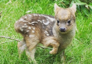 this-little-baby-pudu-is-the-cutest-thing-youll-see-today