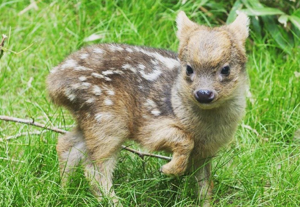 this-little-baby-pudu-is-the-cutest-thing-youll-see-today