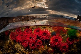 waratah_anemones_Matthew_Smith_2015-06-02_GalleryLarge