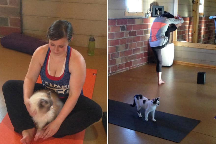yoga-cats-shelter-adoption-homeward-bound-3_mini