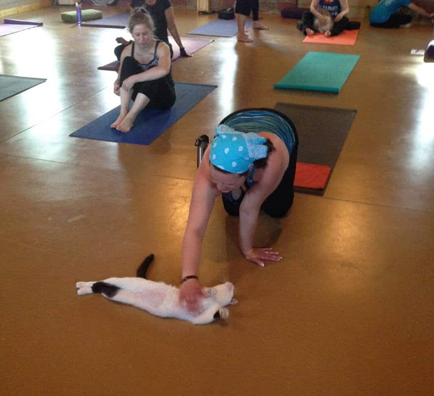 yoga-cats-shelter-adoption-homeward-bound-6_mini