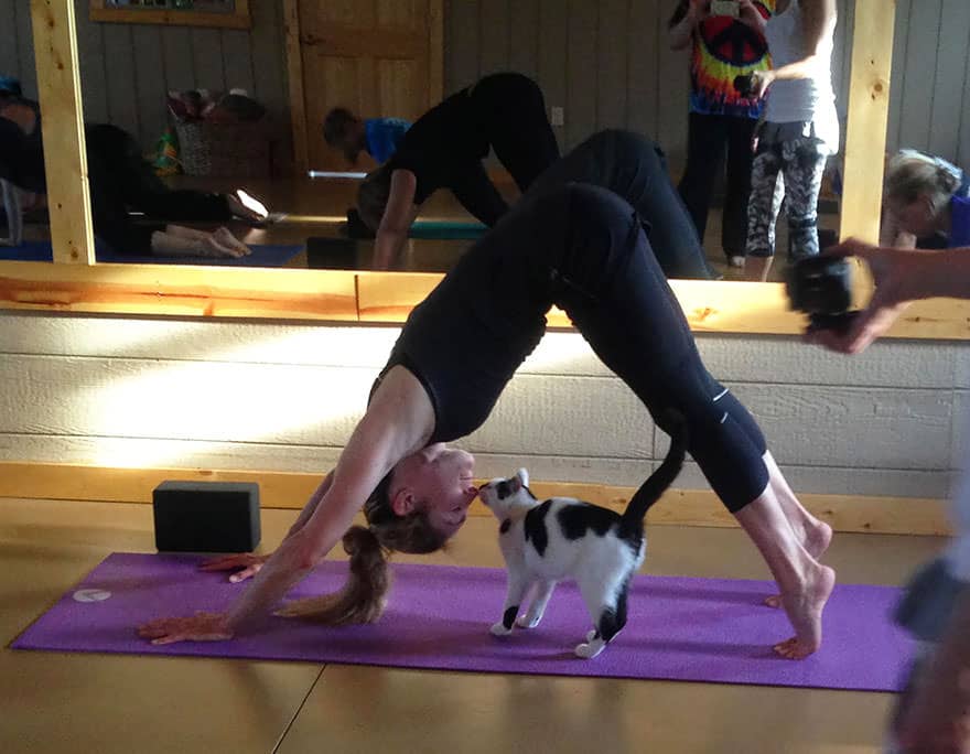 yoga-cats-shelter-adoption-homeward-bound-7_mini