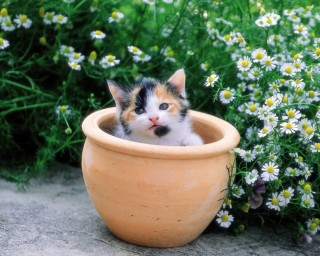 108_Cats_mini