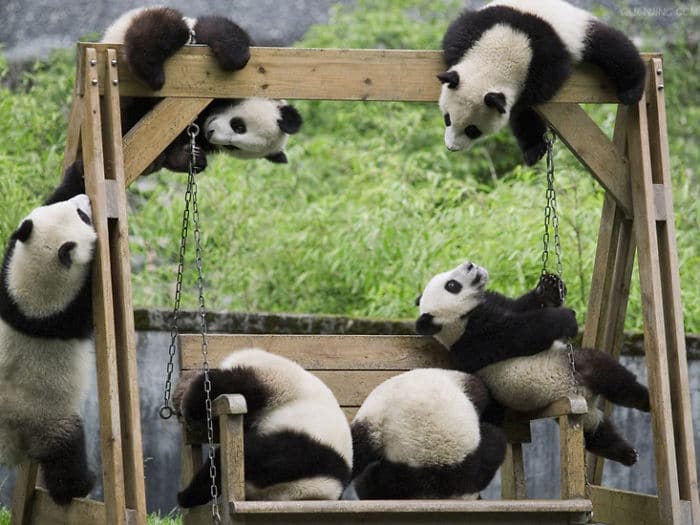 Детский сад для панд - самое милое место на земле