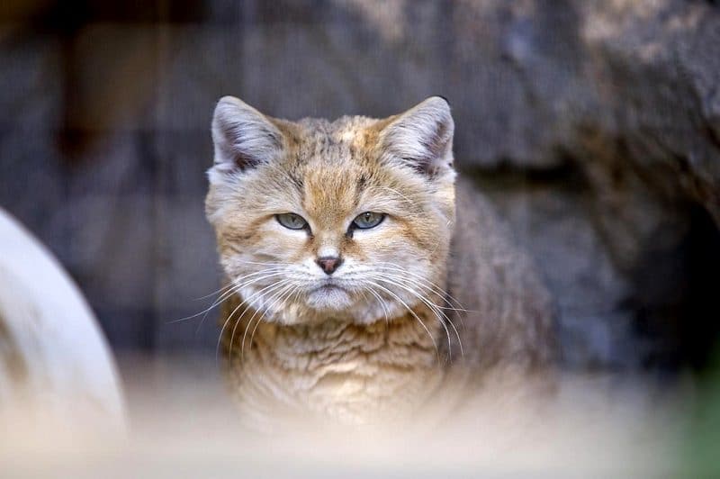 Барханные кошки: красивые и грациозные