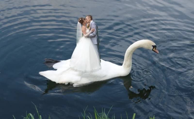 Как не нужно фотографировать свадьбу рис 2