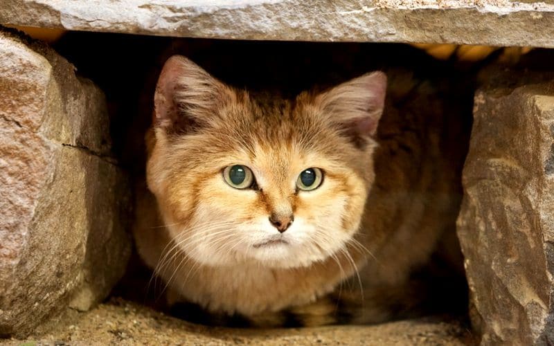 Барханные кошки: красивые и грациозные рис 2