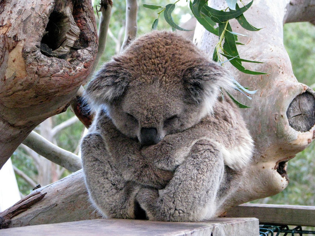 Koala nap_mini