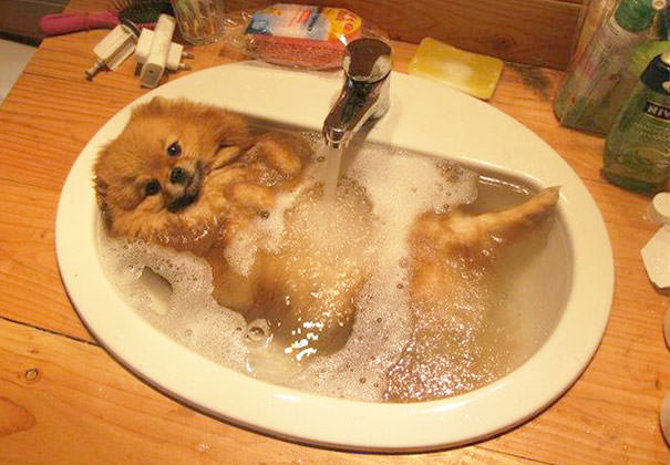 XX-animals-that-enjoys-taking-a-bath-5__605_mini