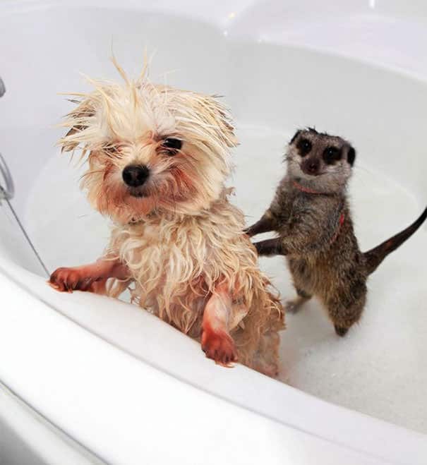 animals-taking-bath-14__605_mini