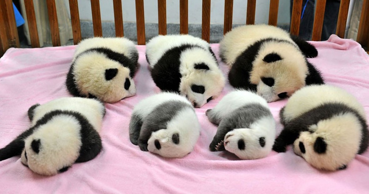 baby-pandas-day-care-fb_mini