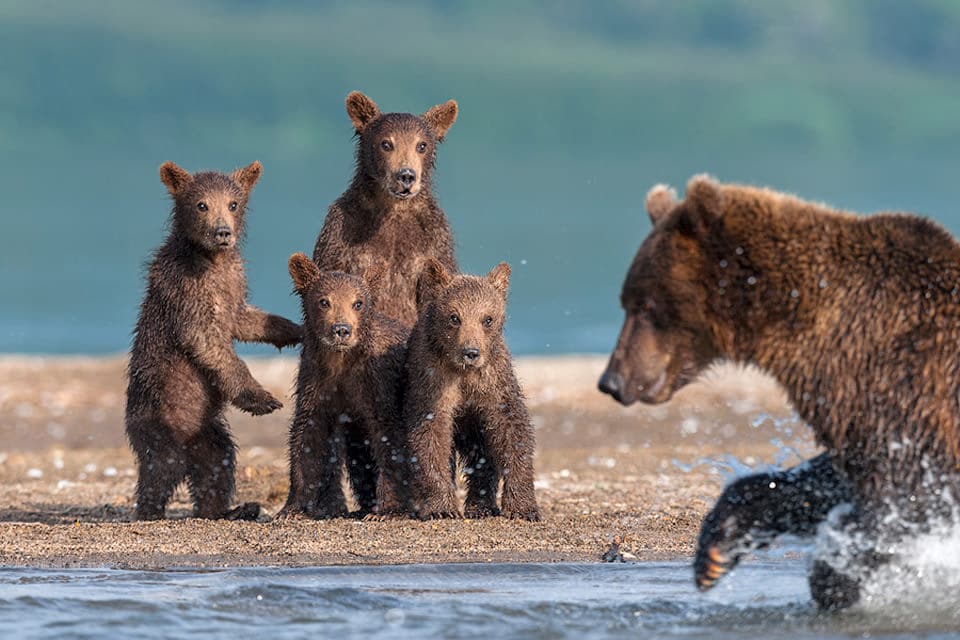 bear-cubs-watching-their-dad-hunt_mini