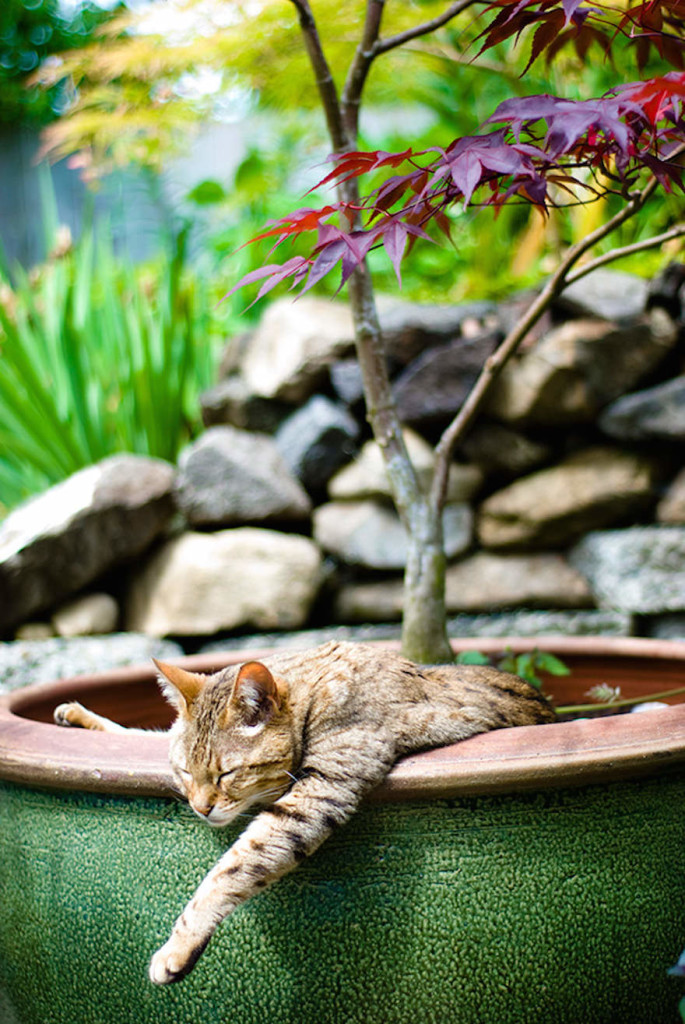 cat-in-flowerpot-38__605_mini