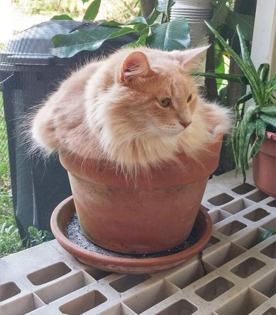 cat-in-flowerpot-3__605_mini