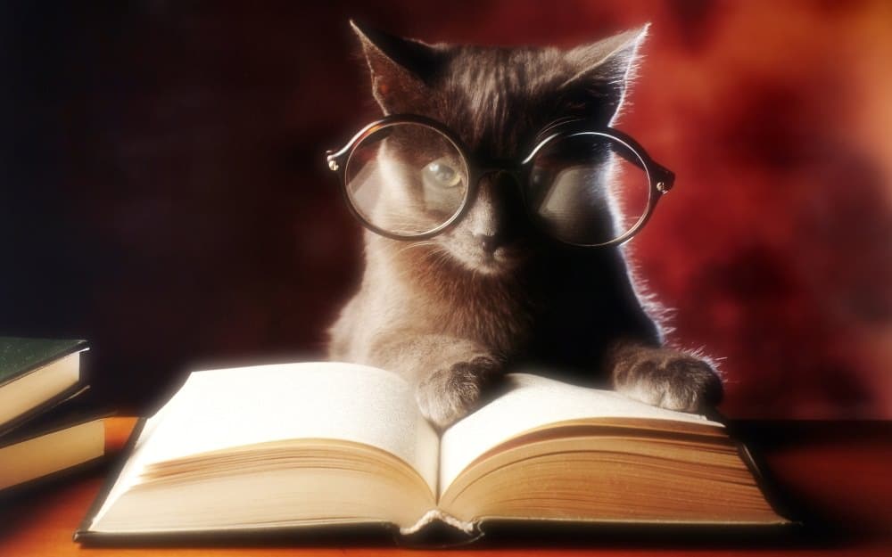 cat-reading-book-2560x1600_mini