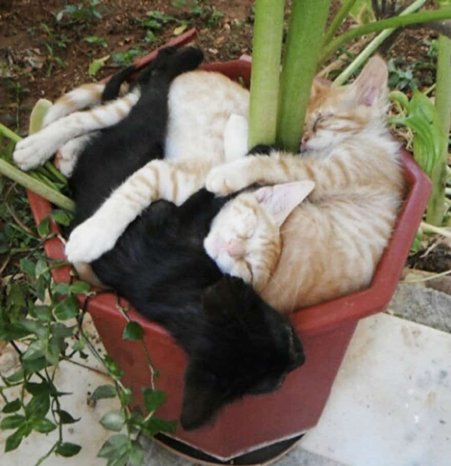 funny-cat-plant-1__605_mini