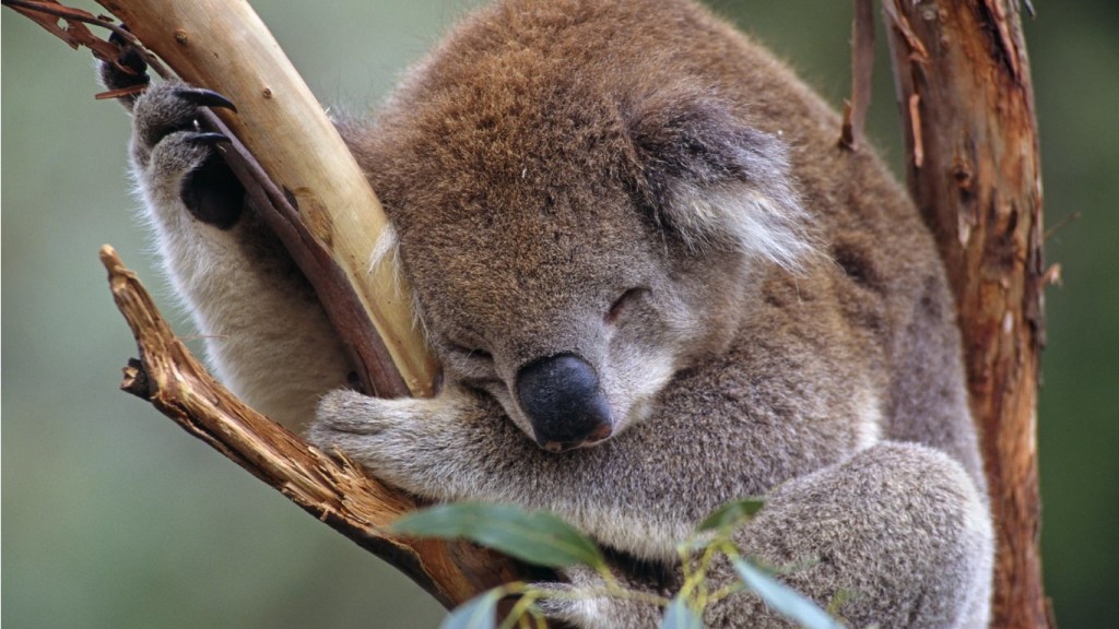 sleepy-koala-1366x768_mini