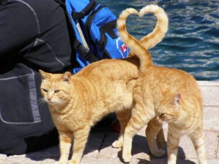 top-15-des-photos-prises-avec-un-timing-absolument-parfait-57433 (1)