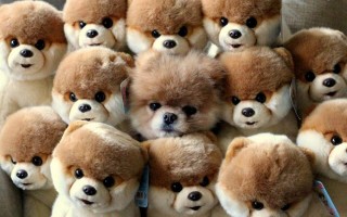 where_the_dog_mascot_animals_1280x800_hd-wallpaper-1240305 (1)