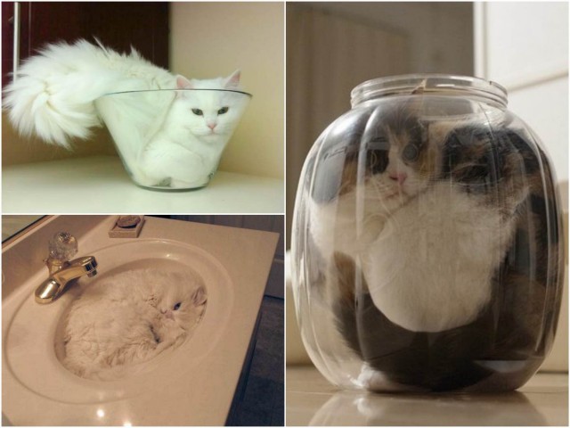 Коты — это жидкость