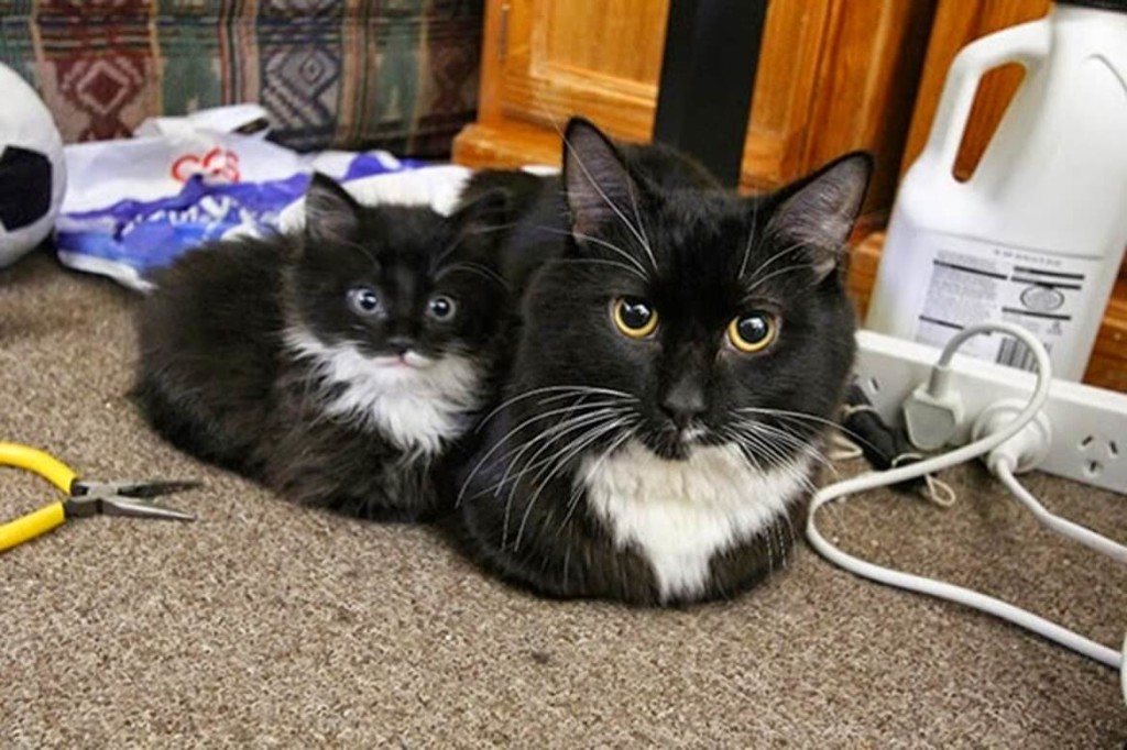 23 Photos Of Cats And Dogs With Their Insanely Cute Mini-Me Counterparts (1)
