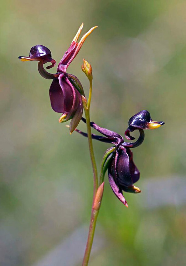 Flying-Duck-Orchid1 (1)