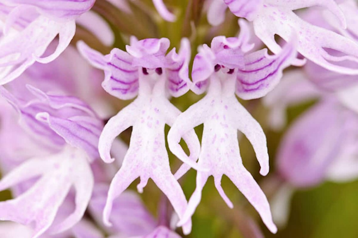 Naked-Man-Orchid1 (1)