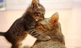 kiss-for-mom- (1)